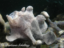 A yawning frogfish taken with a Canon EOS 20D, 60 mm lens... by Barbara Schilling 